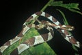 Blunt headed tree snake, lmantodes cenchoa, curled up on top of a leaf Royalty Free Stock Photo