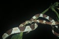 Blunt headed tree snake, lmantodes cenchoa, curled up on top of a leaf Royalty Free Stock Photo