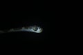 Blunt headed tree snake, lmantodes cenchoa, A snake head popping up in the dark Royalty Free Stock Photo