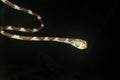 Blunt headed tree snake, lmantodes cenchoa, a small and thin snake with brown spots Royalty Free Stock Photo