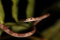 Blunt headed tree snake looking cute Royalty Free Stock Photo