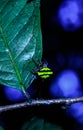 Blunt-Spined Kite Spider on leaves. Macro photo of Blunt-Spined Kite SpiderGasteracantha fornicata. Royalty Free Stock Photo