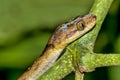 Blunthead Tree Snake, Corcovado National Park, Costa Rica Royalty Free Stock Photo