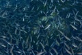 Bluntnose Minnows Swarming - Fanning Springs Royalty Free Stock Photo