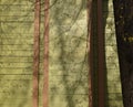 Tree shadow on a green wooden wall of the house