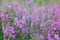 Soft pink thickets of Ivan tea at the beginning of flowering on a background of bright green green leaves Royalty Free Stock Photo