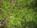Blur. background album page for your photos and text. green moss by the stream in the forest. Royalty Free Stock Photo