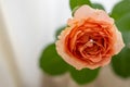 blur background, close up of gold diamond engagement ring on beautiful peach rose flower, proposal gift idea Royalty Free Stock Photo