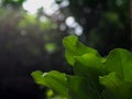 Green bird`s nest fern leaves with shallow depth of field blur garden background Royalty Free Stock Photo