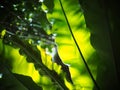 Blur background environment backdrop picture of selective focus green garden closeup on bird`s nest fern Royalty Free Stock Photo