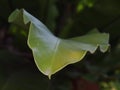 Blur background environment backdrop picture of selective focus green garden closeup on bird`s nest fern Royalty Free Stock Photo