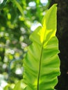 Closeup on bird`s nest fern, large green leaves tropical plants, under natural sunlight Royalty Free Stock Photo