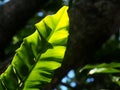 Closeup on bird`s nest fern, large green leaves tropical plants, under natural sunlight Royalty Free Stock Photo