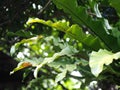 Blur background environment backdrop picture of selective focus green garden closeup on bird`s nest fern Royalty Free Stock Photo