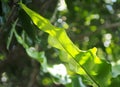 Closeup on bird`s nest fern, large green leaves tropical plants, under natural sunlight Royalty Free Stock Photo