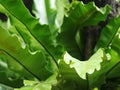Closeup on bird`s nest fern, large green leaves tropical plants, under natural sunlight Royalty Free Stock Photo