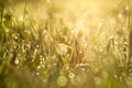 Blur background grass on meadow Royalty Free Stock Photo