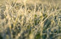 Blur background from a green grass covered with hoarfrost. Royalty Free Stock Photo