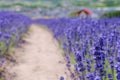 Blur background of lavender farm