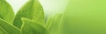 Blur background,nature leaf banner Size pattern,Closeup nature v