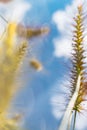 Blur background of reed plants, and sky view Royalty Free Stock Photo