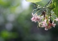 Blur background selective soft focus on Chinese honey Suckle flower, Rangoon creeper Royalty Free Stock Photo