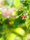 Blur background selective soft focus on Chinese honey Suckle flower, Rangoon creeper Royalty Free Stock Photo