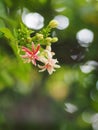 Chinese honey Suckle flower, Rangoon creeper,  red pastel colour tiny tropical fragrant flowers Royalty Free Stock Photo