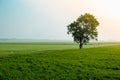Lonely tree on a rice field. Royalty Free Stock Photo