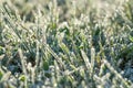 Blur background winter meadows with grass covered with frost Royalty Free Stock Photo