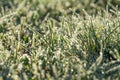 Blur background winter meadows with grass covered with frost Royalty Free Stock Photo