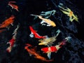 Blur Backgrounds beautiful koi fish in pond in the garden  Fancy carp Royalty Free Stock Photo