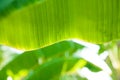 Blur beautiful banana leaves on summer in thailand.