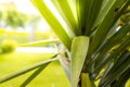 Blur beautiful nature green palm leaf with bokeh sun light wave abstract background. Copy space of summer vacation and business Royalty Free Stock Photo