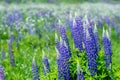 Blur. Blooming blue lupine Bush on the background of a green flowering meadow