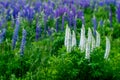 Blur. Blooming white lupine Bush against a blue lupine background on a green grassy meadow