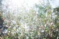 Blur bokeh green leaf with sun flare background Royalty Free Stock Photo