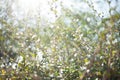 Blur bokeh green leaf with sun flare background Royalty Free Stock Photo