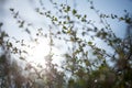 Blur bokeh green leaf with sun flare background