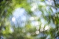 Blur bokeh of the green life. Royalty Free Stock Photo