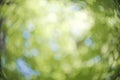 Blur bokeh of the green life. Royalty Free Stock Photo