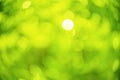 Blur bokeh of the green life. Royalty Free Stock Photo