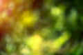 Blur bokeh macro background