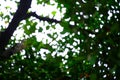 Blur of bottom view of tree branches and tree leaves in daytime Royalty Free Stock Photo