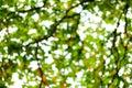 Blur of bottom view of tree branches and tree leaves in daytime Royalty Free Stock Photo