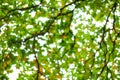 Blur of bottom view of tree branches and tree leaves in daytime Royalty Free Stock Photo
