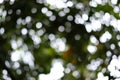Blur of bottom view of tree branches and tree leaves in daytime Royalty Free Stock Photo