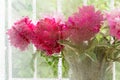 Blur bouquet of beautiful fresh bright pink peonies in glass vase on background of window through glass with raindrops Royalty Free Stock Photo