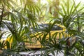 Blur of the car under the shade of green leafy branches. Royalty Free Stock Photo