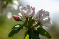 Blur close-up of white and pink apple tree flowers on light background Royalty Free Stock Photo